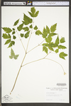 Actaea pachypoda by WV University Herbarium