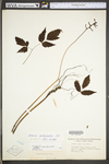 Actaea pachypoda by WV University Herbarium