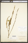 Actaea racemosa var. racemosa by WV University Herbarium