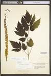 Actaea racemosa var. racemosa by WV University Herbarium