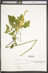 Actaea racemosa var. racemosa by WV University Herbarium