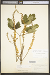 Actaea racemosa var. racemosa by WV University Herbarium