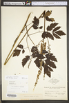 Actaea racemosa var. racemosa by WV University Herbarium