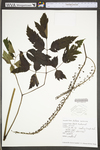 Actaea racemosa var. racemosa by WV University Herbarium