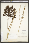 Actaea racemosa var. racemosa by WV University Herbarium