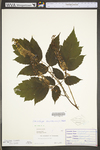 Actaea racemosa var. racemosa by WV University Herbarium