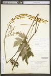 Actaea podocarpa by WV University Herbarium