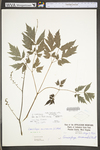 Actaea racemosa var. racemosa by WV University Herbarium