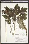 Actaea podocarpa by WV University Herbarium