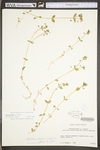Stellaria media ssp. media by WV University Herbarium