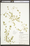 Stellaria media ssp. media by WV University Herbarium