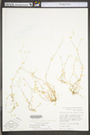 Stellaria media ssp. pallida by WV University Herbarium