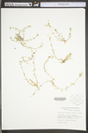 Stellaria media ssp. pallida by WV University Herbarium