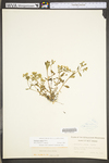 Stellaria pubera by WV University Herbarium
