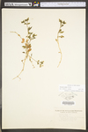 Stellaria pubera by WV University Herbarium