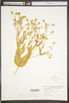 Vaccaria hispanica by WV University Herbarium