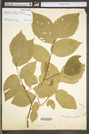 Ulmus americana by WV University Herbarium
