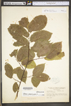 Ulmus americana by WV University Herbarium