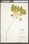 Ulmus parvifolia by WV University Herbarium