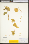 Viola canadensis by WV University Herbarium