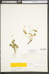 Viola ×wujekii by WV University Herbarium