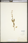Salvia officinalis by WV University Herbarium
