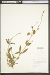Salvia officinalis by WV University Herbarium