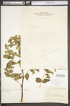 Zanthoxylum americanum by WV University Herbarium