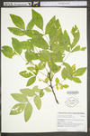 Zanthoxylum americanum by WV University Herbarium