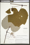 Vitis aestivalis var. aestivalis by WV University Herbarium