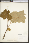 Vitis aestivalis var. bicolor by WV University Herbarium