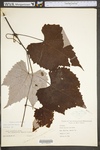 Vitis aestivalis var. bicolor by WV University Herbarium