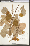 Vitis cinerea var. baileyana by WV University Herbarium