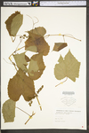 Vitis cinerea var. baileyana by WV University Herbarium