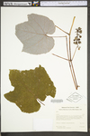 Vitis by WV University Herbarium