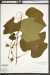 Vitis labrusca by WV University Herbarium