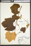 Vitis labrusca by WV University Herbarium