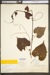 Vitis riparia by WV University Herbarium