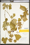 Vitis riparia by WV University Herbarium