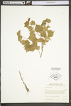 Vitis rupestris by WV University Herbarium