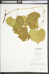 Vitis rupestris by WV University Herbarium