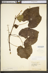 Vitis vulpina by WV University Herbarium
