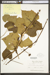 Vitis vulpina by WV University Herbarium