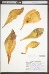 Sarracenia purpurea ssp. gibbosa by WV University Herbarium