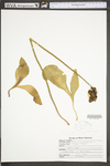 Sarracenia purpurea ssp. gibbosa by WV University Herbarium