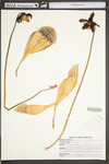 Sarracenia purpurea ssp. gibbosa by WV University Herbarium