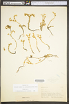 Sedum acre by WV University Herbarium
