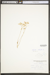 Sedum album by WV University Herbarium