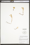 Sedum glaucophyllum by WV University Herbarium