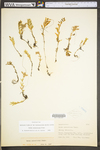Sedum sarmentosum by WV University Herbarium